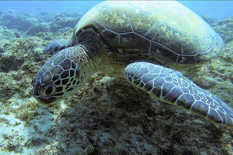 能夠近距離看見海龜的模樣,此趟小琉球之行已足矣!