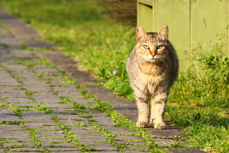 迷人、充滿魅力且獨一無二的個性,說的不只貓,同時也是PEUGEOT 3008。