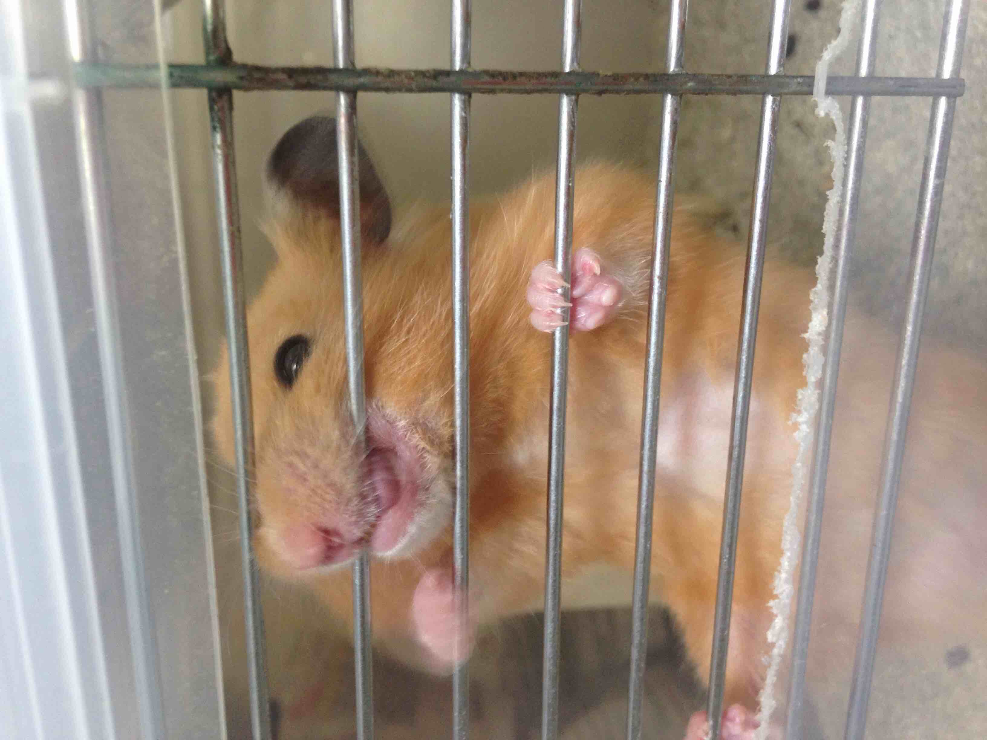 調布駅周辺でランチ女子会できるとこ探してます 1 京王 小田急沿線 グルメq A ペコッター