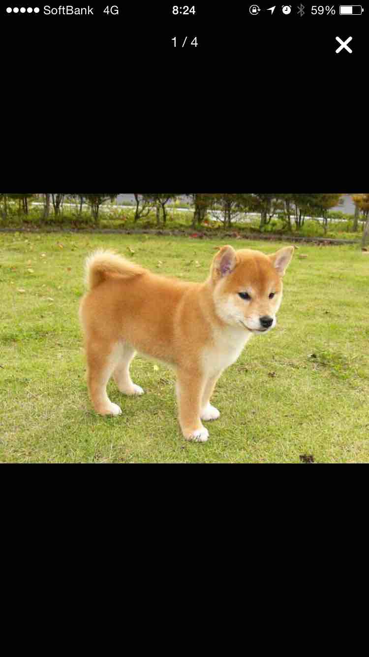 錦糸町で今から夜ご飯 あったかいものが食べたいで 両国 錦糸町 小岩 グルメq A ペコッター