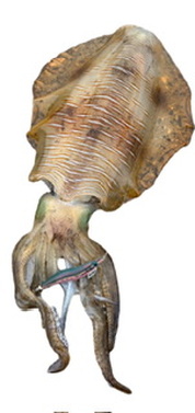 プレビューよりよし！