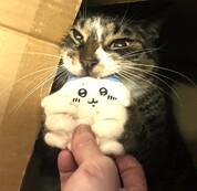 いつもありがとうございます。