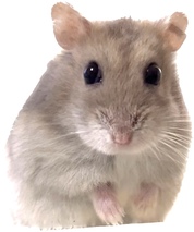 かなり綺麗に印刷して有ります。