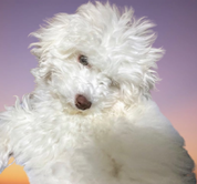 サイズを間違えました。MからXLにしてくれませんか