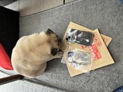 気に入りました。