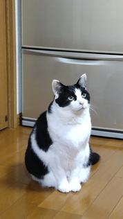 モバイルバッテリーを記念品に