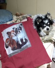 ワンコ達のTシャツ