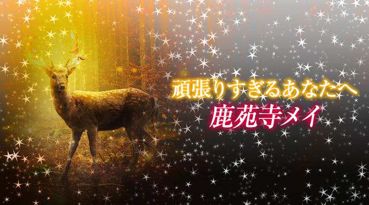 鹿苑寺メイ