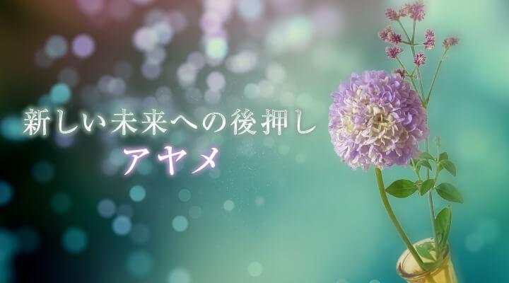 アヤメ