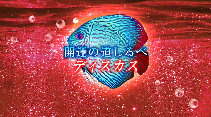 ディスカス