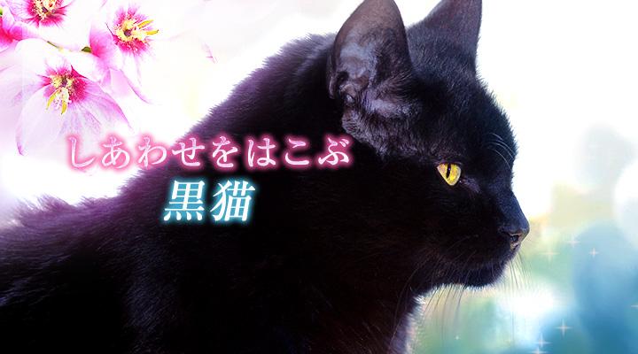 黒猫