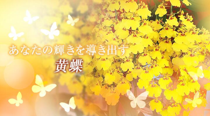 黄蝶