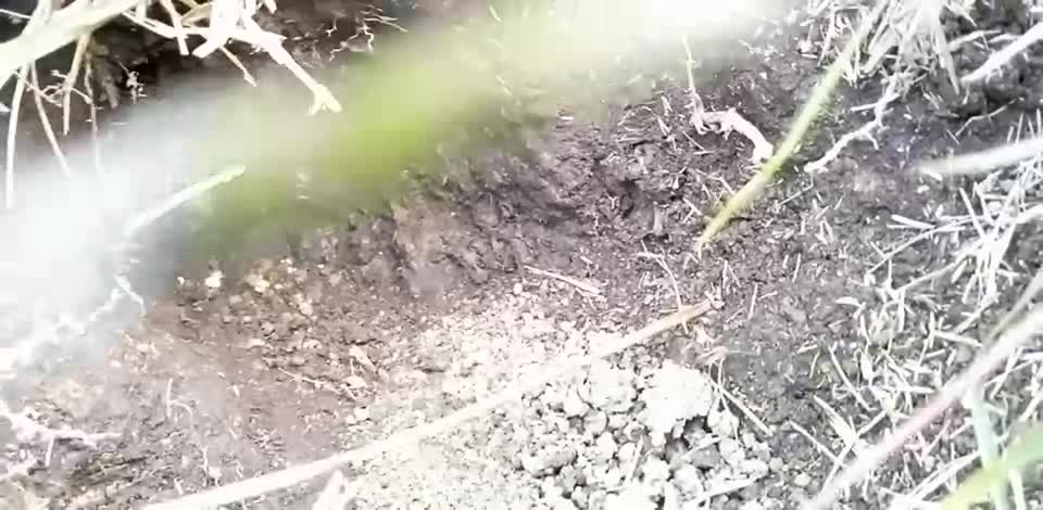 日本蜜蜂が居ると呼び出されましたが　どうも違うようです　この蜂は何と言う蜂でしょうか？