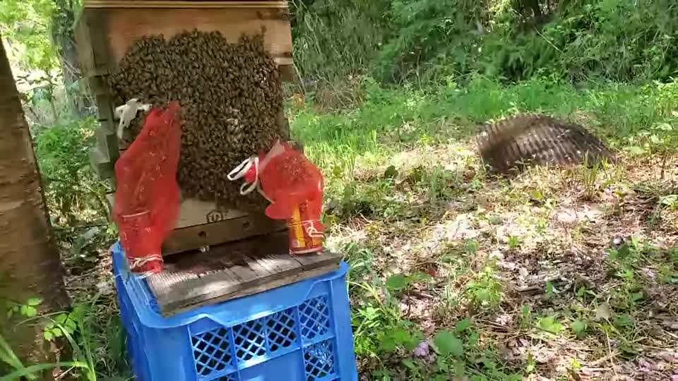 今だ蜂球は無くなって無かったです!半強制捕獲に挑戦中!