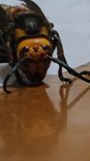 オオスズメバチ♂は何をエネルギー源にしているのか？　　採餌してるのを見たことある人居ませんか？