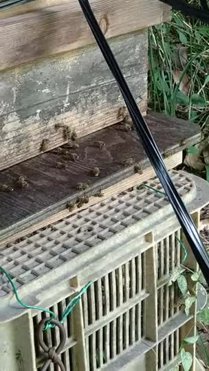 このちびっこ達の動きは何なのでしょうか？