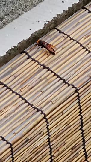 スズメバチの飛来、来襲はまだ大丈夫ですか？