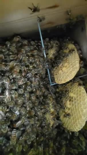 入居1年目の採蜜は…我慢した方が無難でしょうか…御教示をお願い致します。
