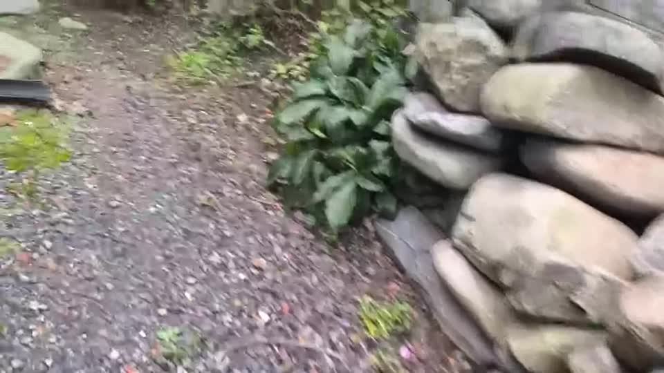 教えて下さい。朝から巣門の外に、蜜蜂が沢山出てきてますこの行動はなんでしょう？