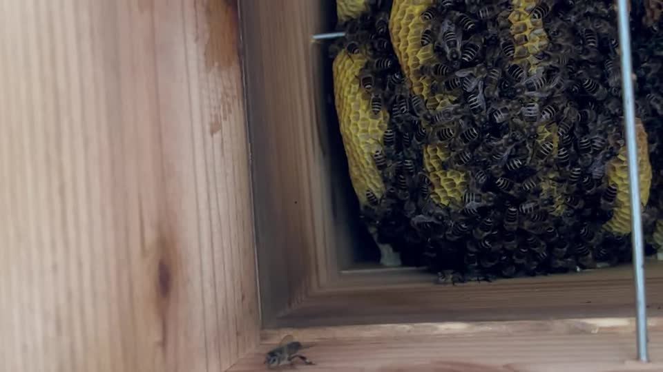 皆様いつもありがとうございます。相談していた北側の群がやはり全滅しました。巣箱を解体してみるの蜜が３つの巣箱にいっぱい！餓死ではないのでは‥