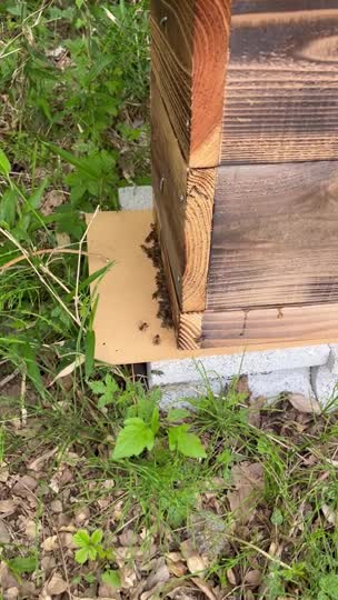 これって巣門が狭すぎて入れていませんか？