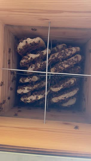 熊本県北部です。また分蜂したのでしょうか