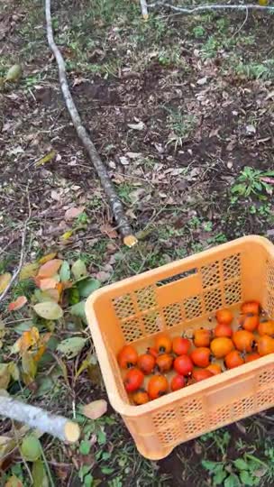 9日（日）渋柿をもいで　吊るし柿を拵えます