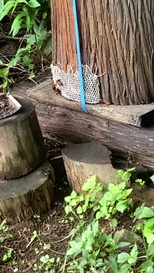 同じ蜂場でオオスズメバチがきて居ない群にもペツタンコは必要ですか？