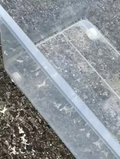 棌蜜した後の蜂蜜が入っているタッパーをミツバチが舐めてくれるように外に置いているのですが？