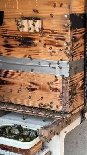 蜜蜂が巣箱の外側を歩き回るのは何故ですか？