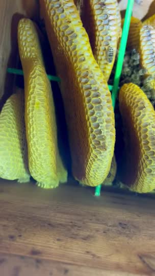 ハチさんの数が激減していまいました。なぜなのか？復活はありえるのか？