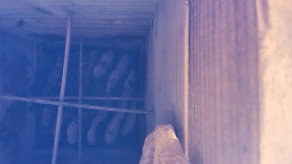 現在の巣箱内について、蜂球が見えない群れはどうするべきかな？