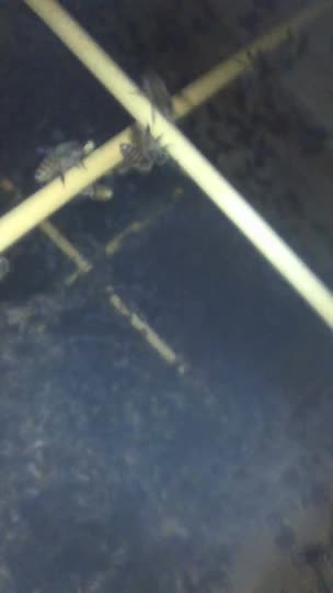 【養蜂1年目】涼しくなってきても多くの蜂が巣箱の外に張り付いています。原因はなんでしょうか？