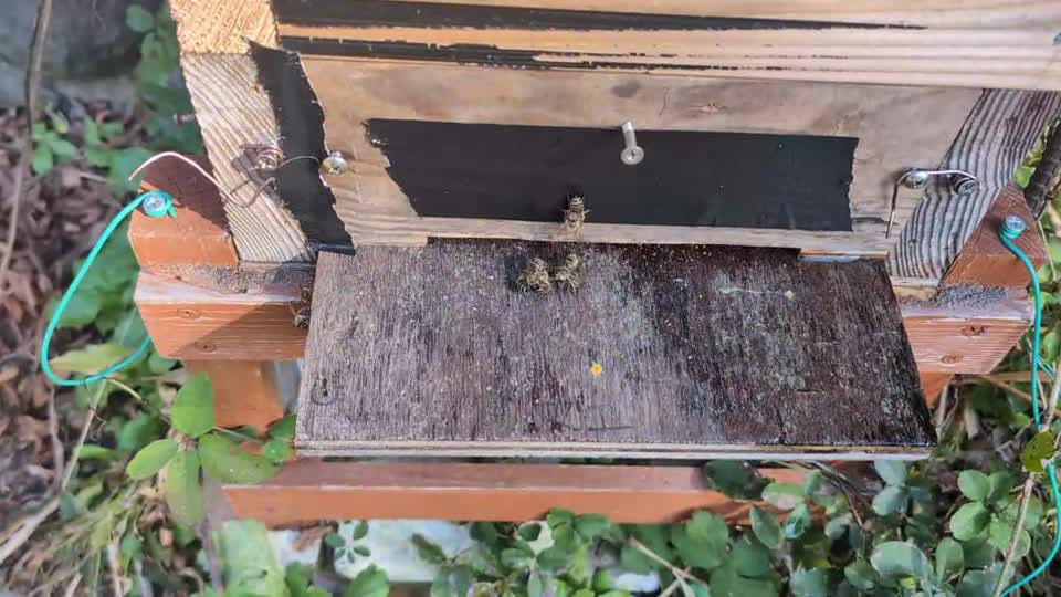 日本ミツバチの喧嘩の原因と対策を教えて下さい。