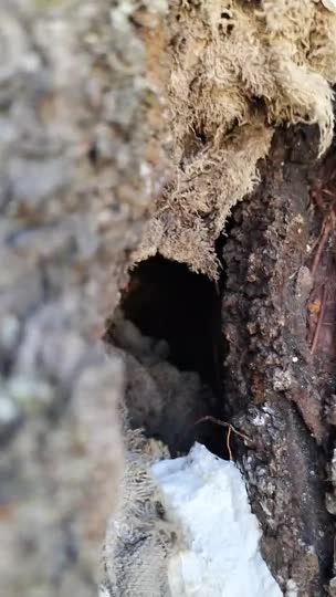 桜の木の空洞にできた巣のその後です。なにやら虫が