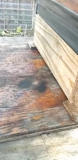 この蜂は巣門に入る時の飛行が洋蜂の様にウロウロして飛び込みます　洋蜂でしょうか？