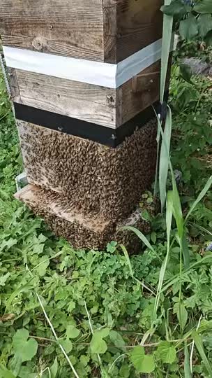 巣落ち後に整理していたら少し大きな個体を見つけました