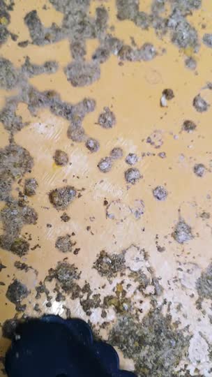 底板にくっついた蜜蜂の分泌物？は何モノでしょう？削り取った方が良いですか？