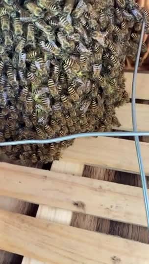 【初入居】10/27強制捕獲した逃去群の冬越し対策について