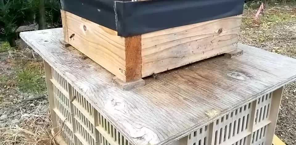 この時期に分蜂前の様に雄蜂が沢山出て来ました　サイズは小さいです　これは何を意味するのですか？