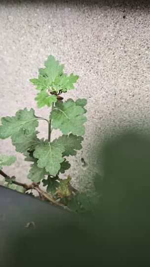蜜が全くたまっていないのですが、給餌したほうが良いのでしょうか