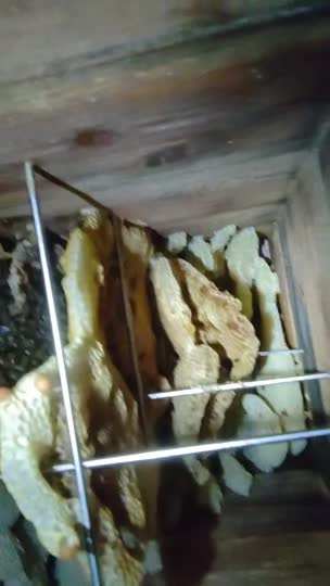 夏にニホンミツバチが巣落ちしてバランスの悪い状態での越冬