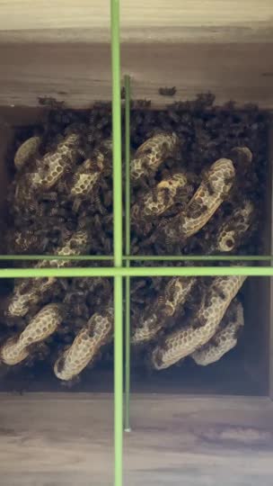王台に頭突っ込んでいる蜂がいますが、これからの分蜂あるのでしょうか？