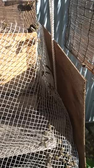 今朝から蜂達がバタバタしてるので観察してます。