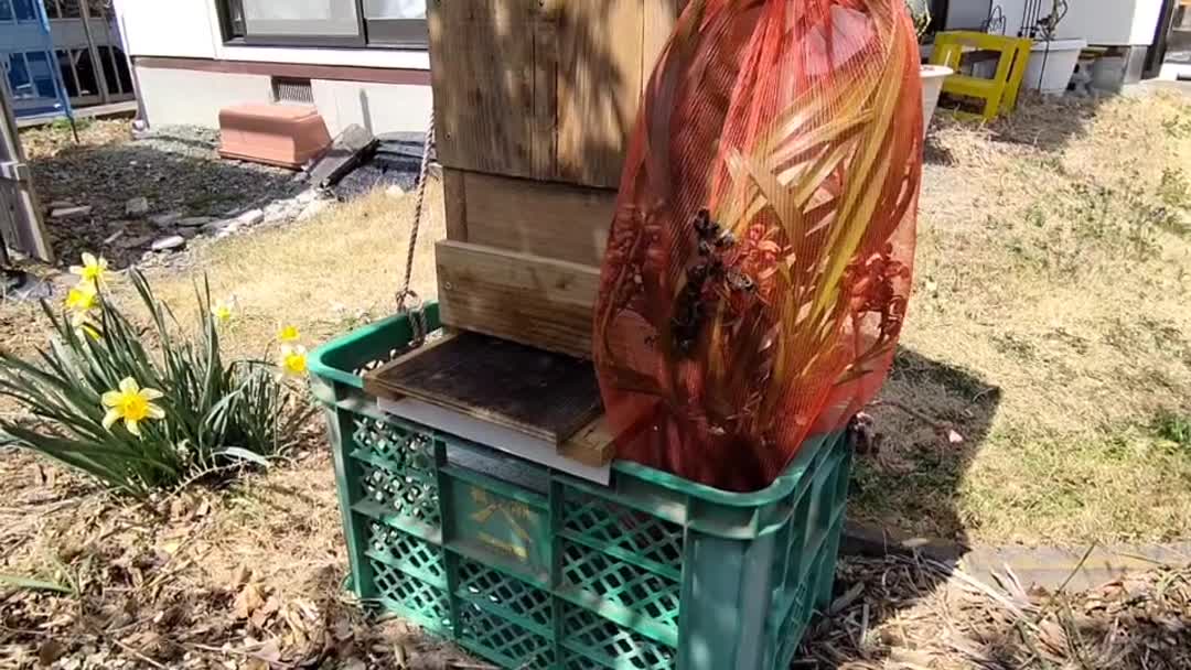 キンリョウヘン開花！日本みつばちの分蜂待ち | みつばち | 常滑