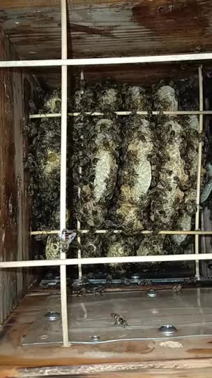 夏分蜂後巣作りが進んで居ません何故でしょうか？