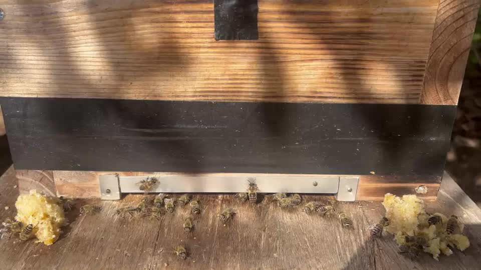 巣箱内のハチたちの数が圧倒的に減った気がするのでするのですが。。。不安です