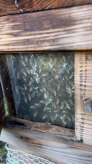 何これ(涙)。落ち葉かと思ったら 蛾？2匹も！