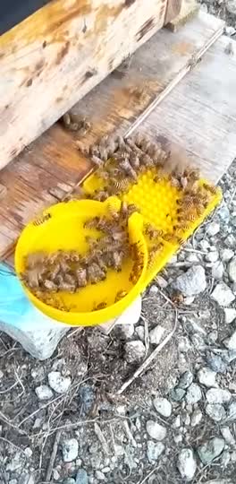 自群の飼育地域の密源不足の判断はどうされてますか？