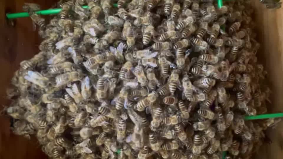 今年初めてで分からないですので教えてください。継箱をするかどうか悩んでます。